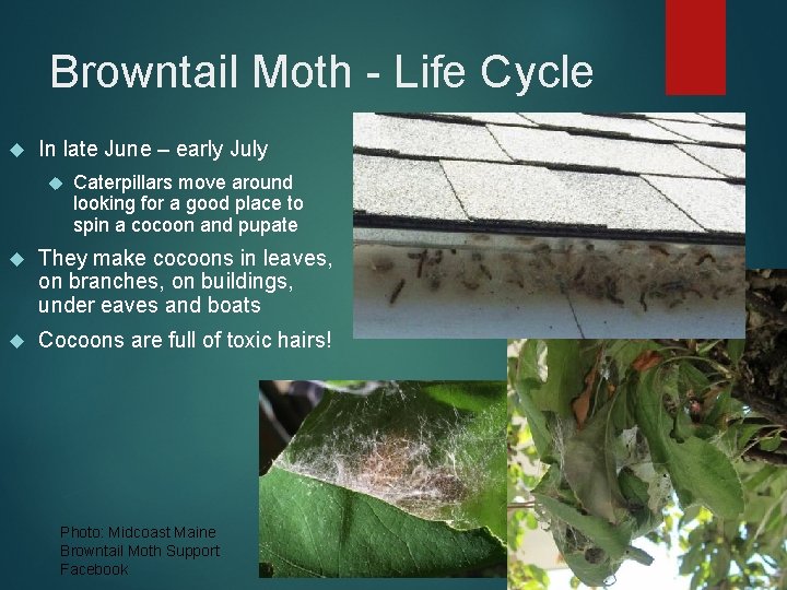 Browntail Moth - Life Cycle In late June – early July Caterpillars move around