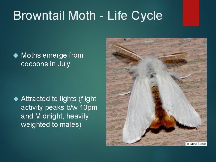 Browntail Moth - Life Cycle Moths emerge from cocoons in July Attracted to lights