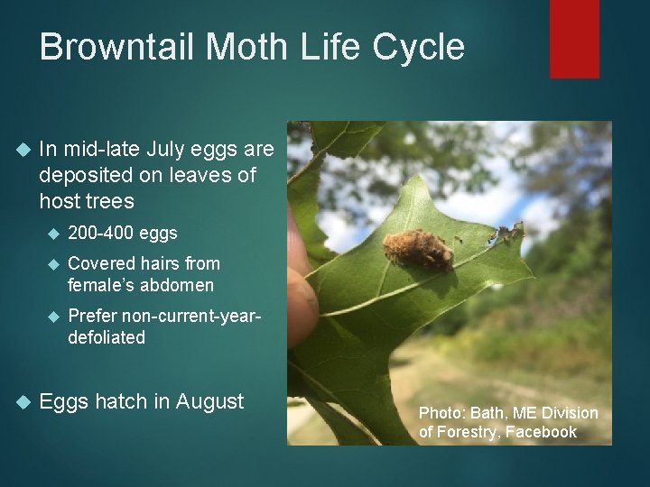 Browntail Moth Life Cycle In mid-late July eggs are deposited on leaves of host