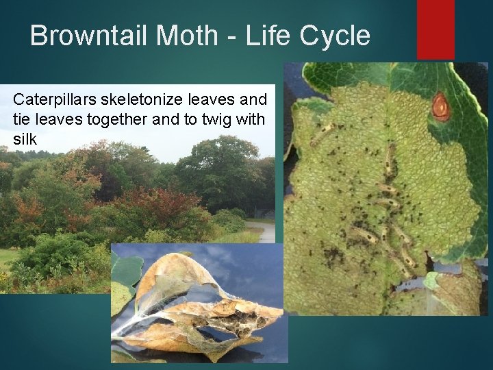 Browntail Moth - Life Cycle Caterpillars skeletonize leaves and tie leaves together and to