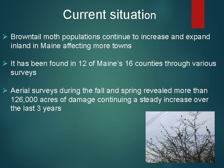 Current situation Ø Browntail moth populations continue to increase and expand inland in Maine