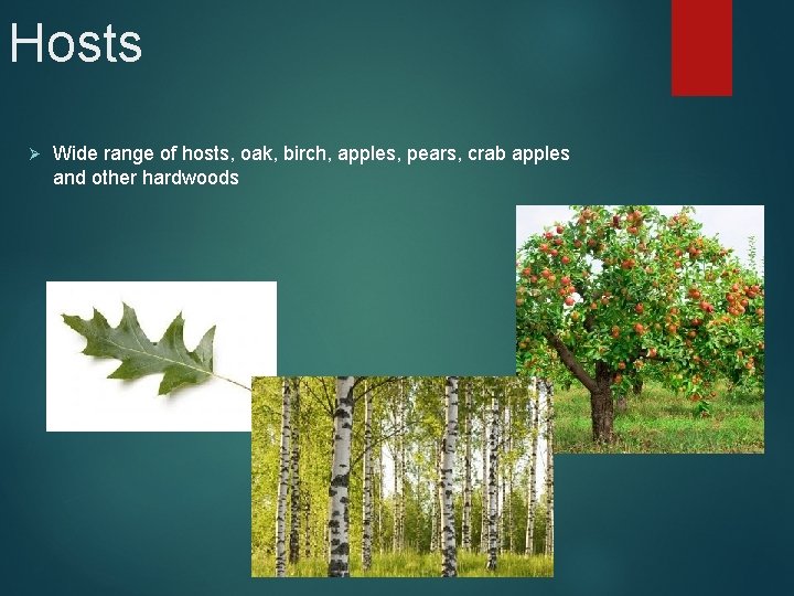 Hosts Ø Wide range of hosts, oak, birch, apples, pears, crab apples and other