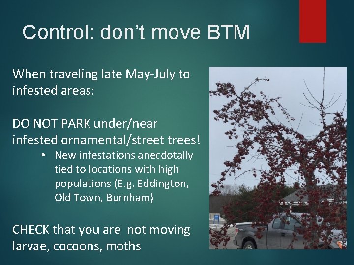 Control: don’t move BTM When traveling late May-July to infested areas: DO NOT PARK
