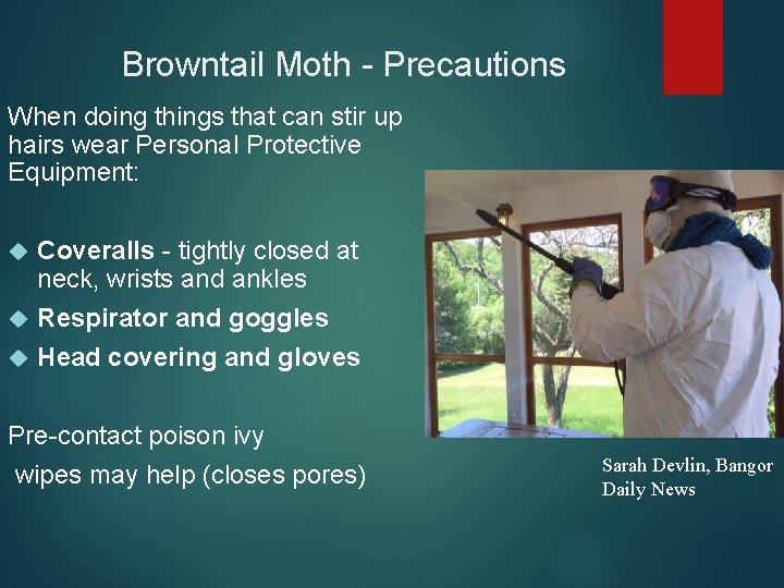 Browntail Moth - Precautions When doing things that can stir up hairs wear Personal