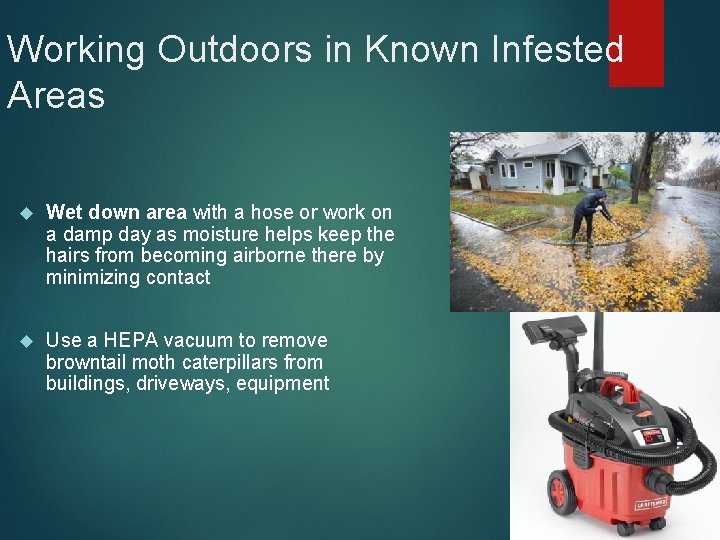 Working Outdoors in Known Infested Areas Wet down area with a hose or work