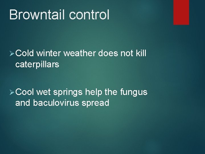 Browntail control Ø Cold winter weather does not kill caterpillars Ø Cool wet springs