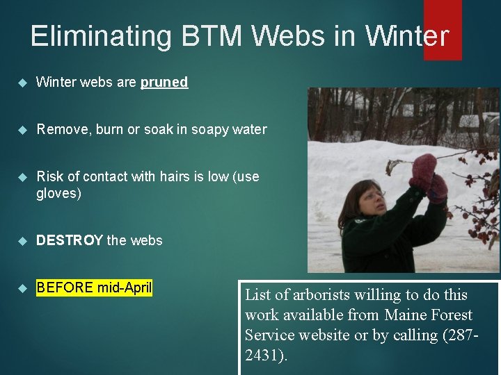 Eliminating BTM Webs in Winter webs are pruned Remove, burn or soak in soapy