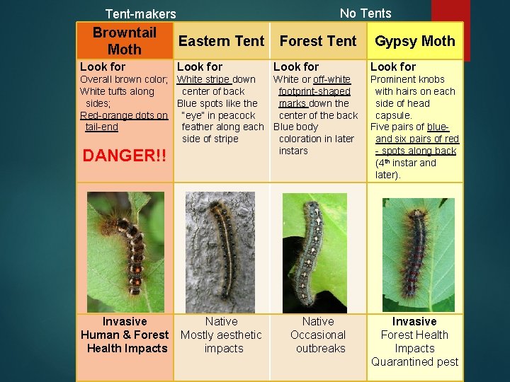 No Tents Tent-makers Browntail Moth Look for Eastern Tent Look for Forest Tent Look