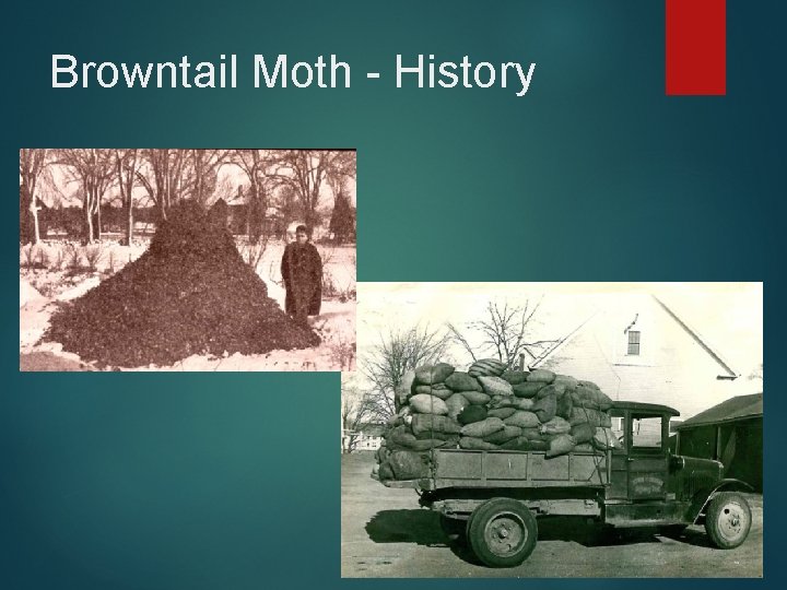 Browntail Moth - History 