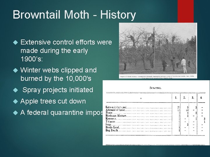 Browntail Moth - History Extensive control efforts were made during the early 1900’s: Winter