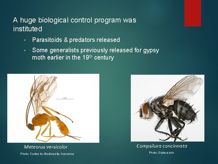 A huge biological control program was instituted • Parasitoids & predators released • Some