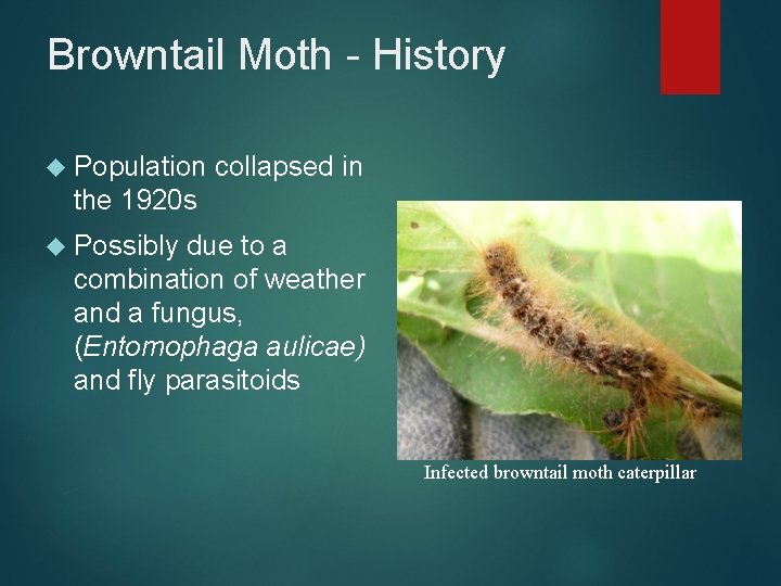 Browntail Moth - History Population collapsed in the 1920 s Possibly due to a