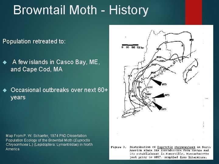 Browntail Moth - History Population retreated to: A few islands in Casco Bay, ME,