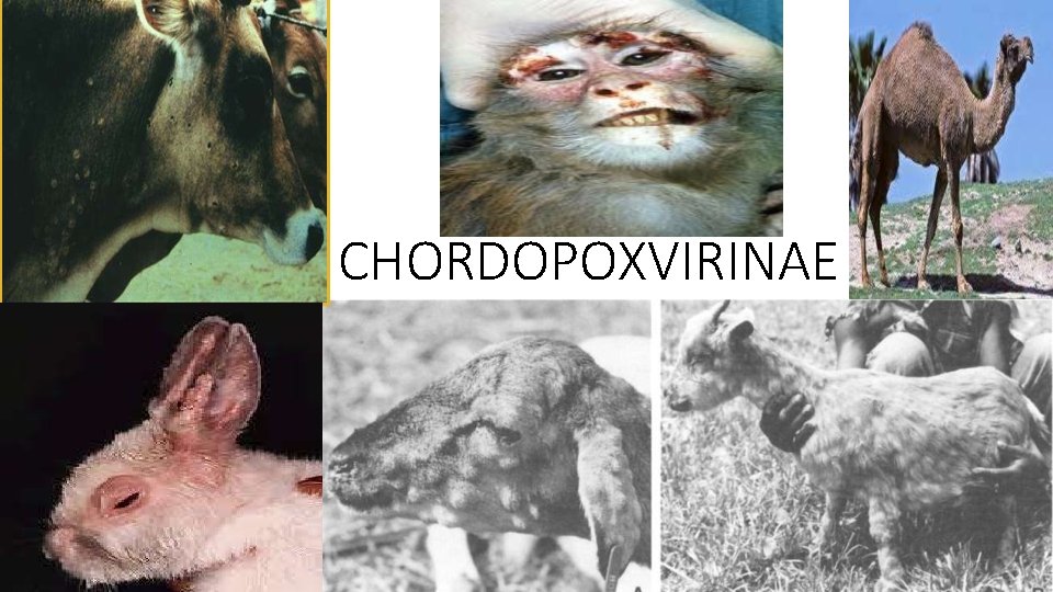 CHORDOPOXVIRINAE 