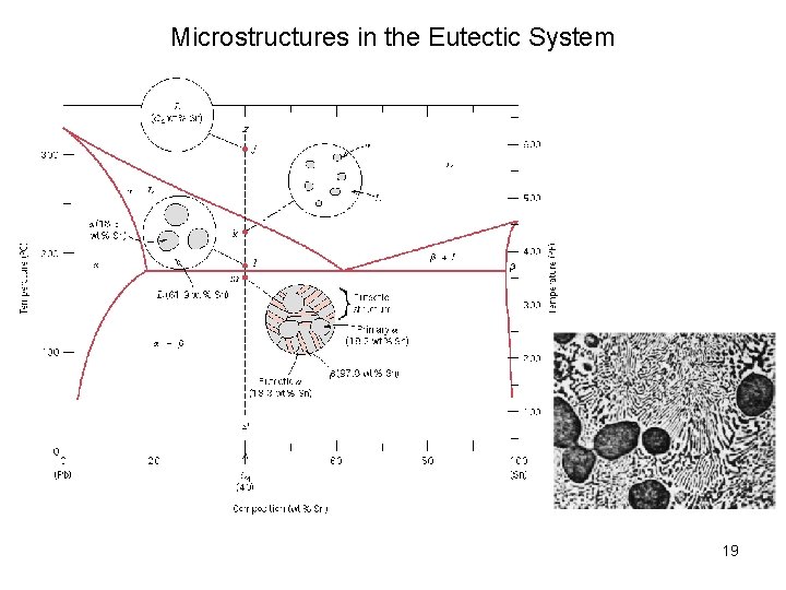 Microstructures in the Eutectic System 19 Microstructures in the Eutectic System 19