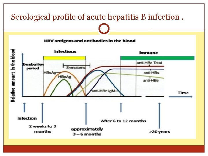 Serological profile of acute hepatitis B infection. 