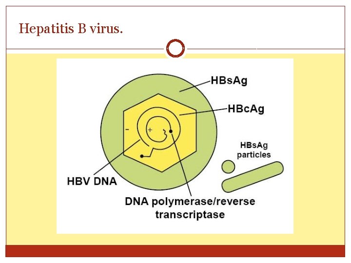 Hepatitis B virus. 