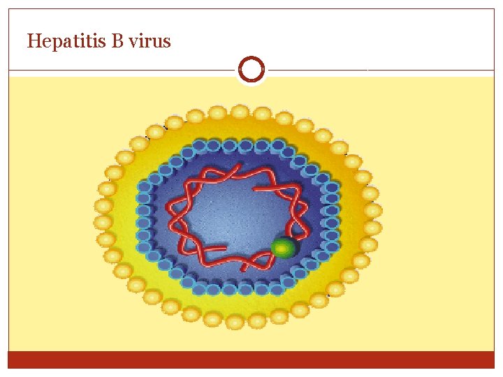 Hepatitis B virus 