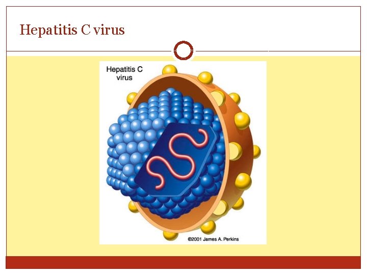 Hepatitis C virus 