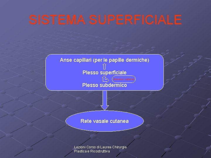 SISTEMA SUPERFICIALE Anse capillari (per le papille dermiche) Plesso superficiale Annessi cutanei Plesso subdermico