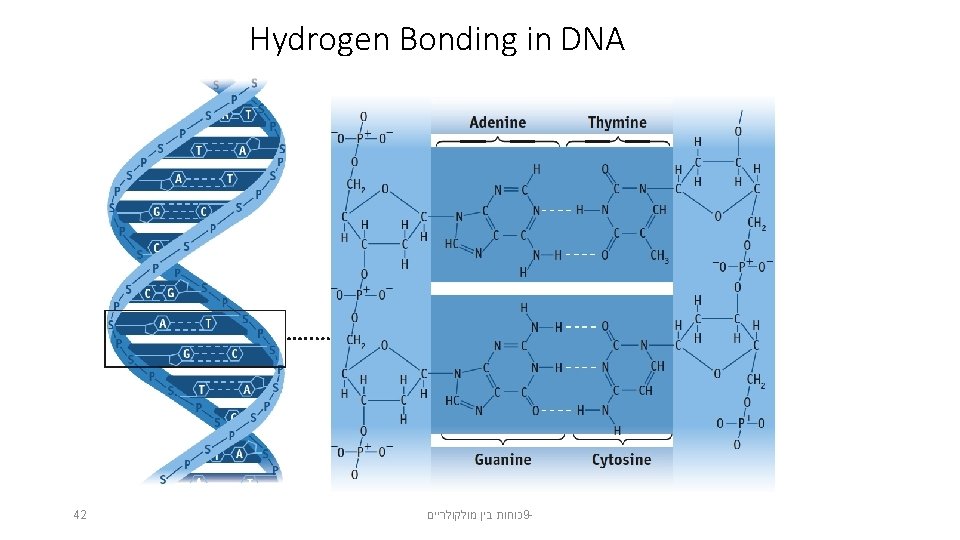 Hydrogen Bonding in DNA 42 כוחות בין מולקולריים 9 - 