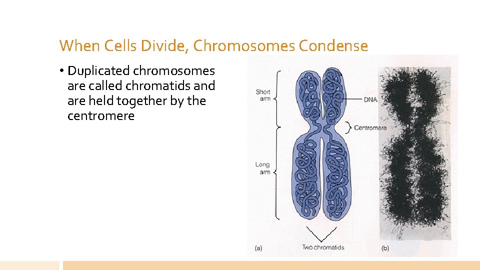 When Cells Divide, Chromosomes Condense • Duplicated chromosomes are called chromatids and are held