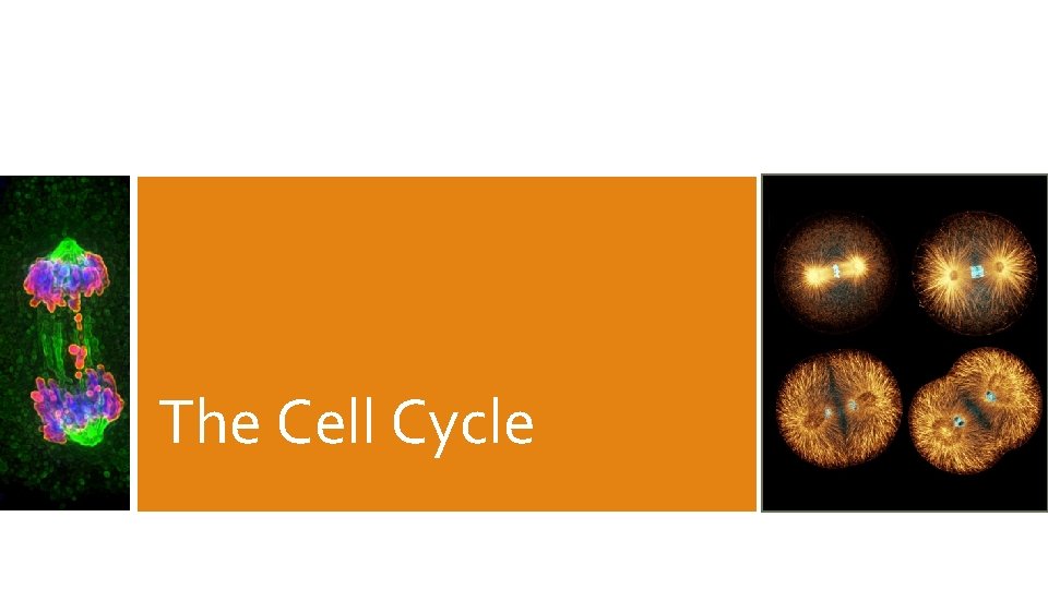 The Cell Cycle 
