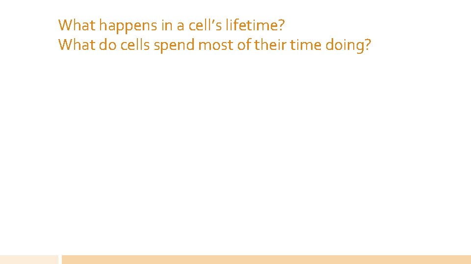 What happens in a cell’s lifetime? What do cells spend most of their time