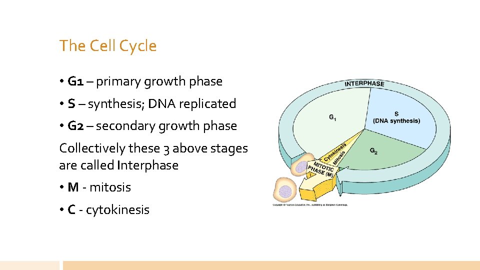 The Cell Cycle • G 1 – primary growth phase • S – synthesis;
