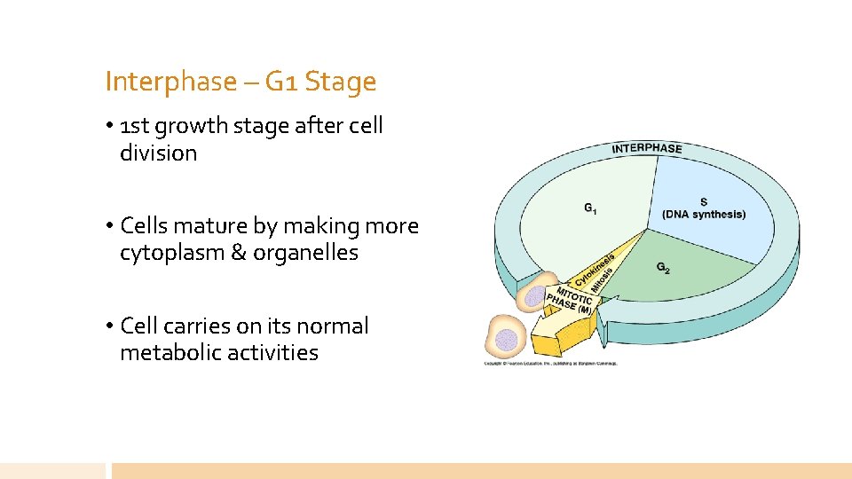 Interphase – G 1 Stage • 1 st growth stage after cell division •