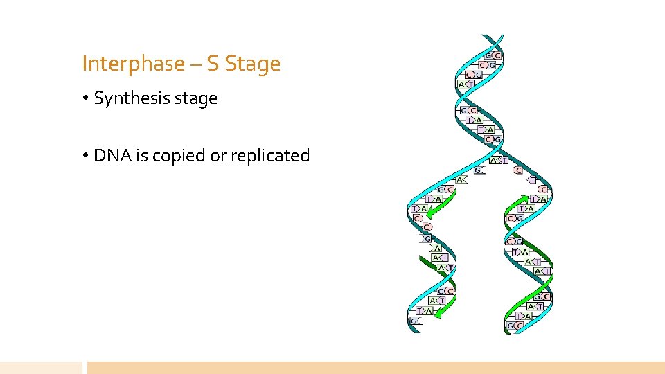 Interphase – S Stage • Synthesis stage • DNA is copied or replicated 