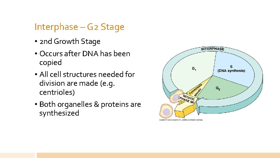 Interphase – G 2 Stage • 2 nd Growth Stage • Occurs after DNA