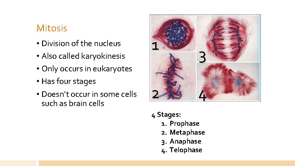 Mitosis • Division of the nucleus • Also called karyokinesis • Only occurs in