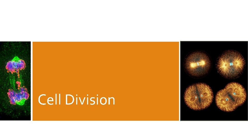 Cell Division 