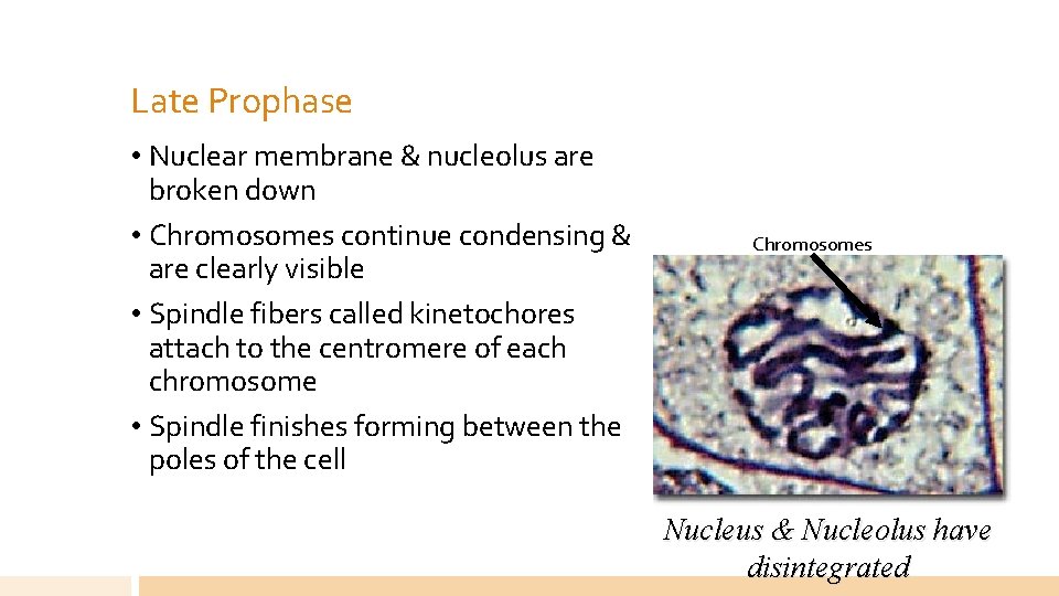 Late Prophase • Nuclear membrane & nucleolus are broken down • Chromosomes continue condensing