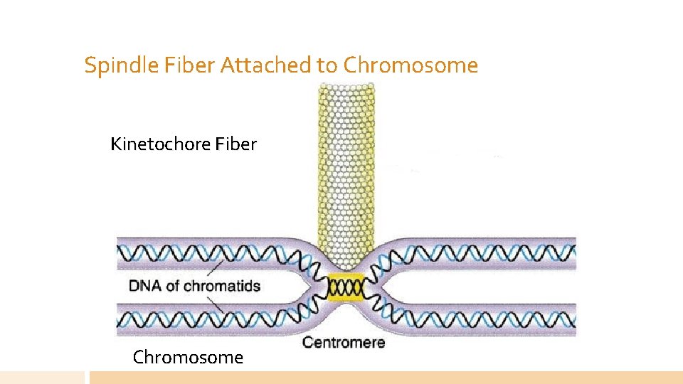 Spindle Fiber Attached to Chromosome Kinetochore Fiber Chromosome 