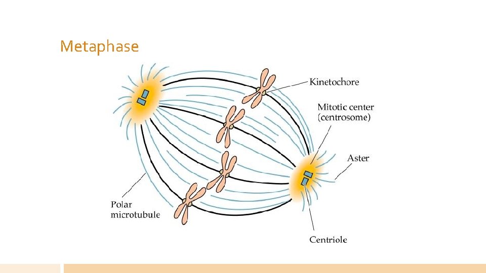 Metaphase 