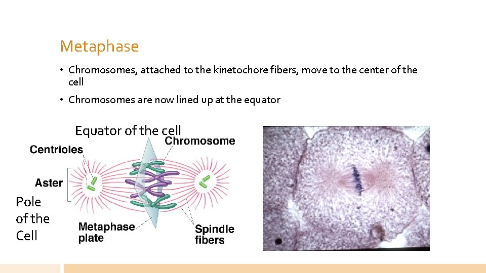 Metaphase • Chromosomes, attached to the kinetochore fibers, move to the center of the
