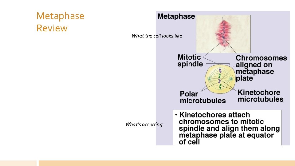 Metaphase Review What the cell looks like What’s occurring 