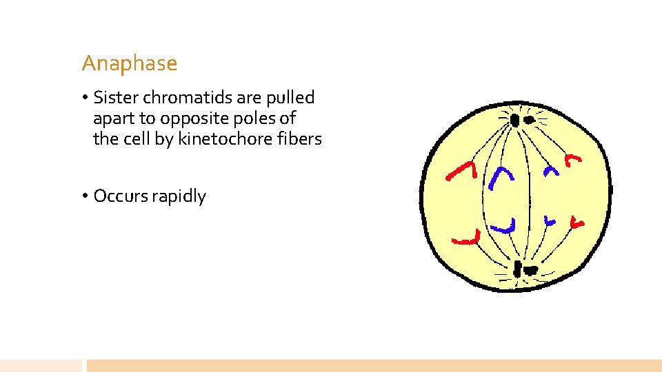 Anaphase • Sister chromatids are pulled apart to opposite poles of the cell by