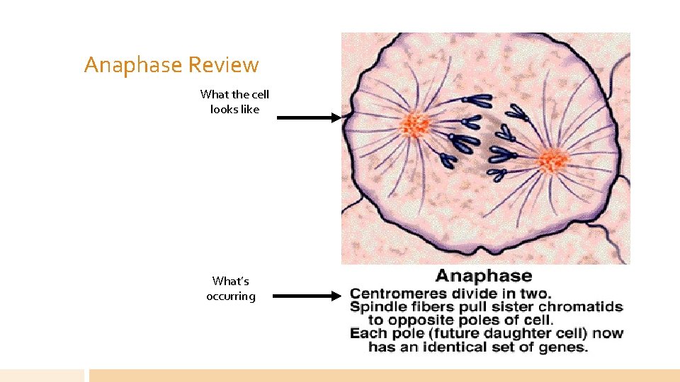 Anaphase Review What the cell looks like What’s occurring 