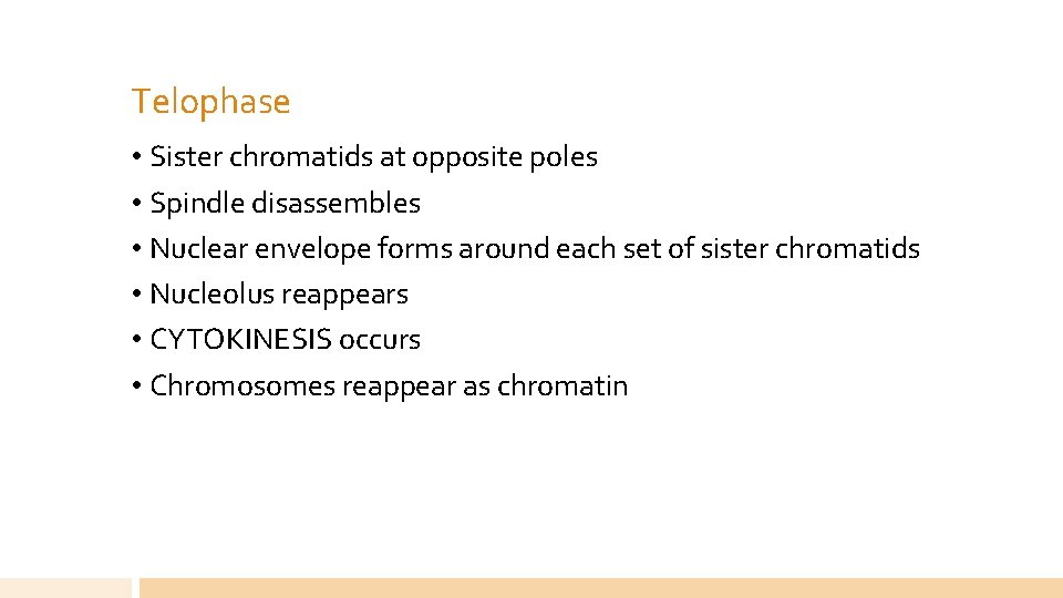 Telophase • Sister chromatids at opposite poles • Spindle disassembles • Nuclear envelope forms