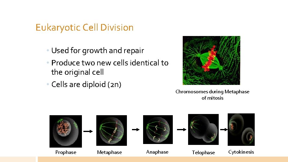 Eukaryotic Cell Division • Used for growth and repair • Produce two new cells