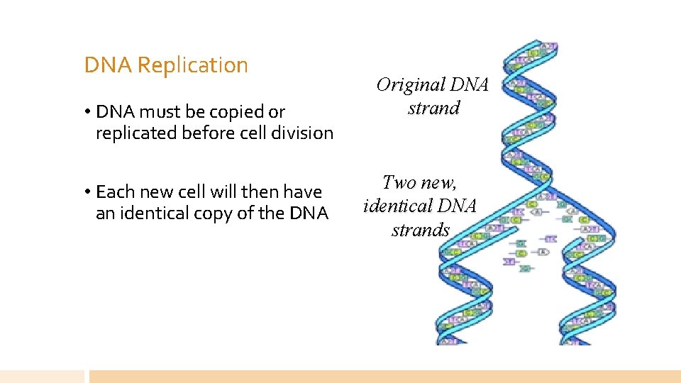 DNA Replication • DNA must be copied or replicated before cell division • Each