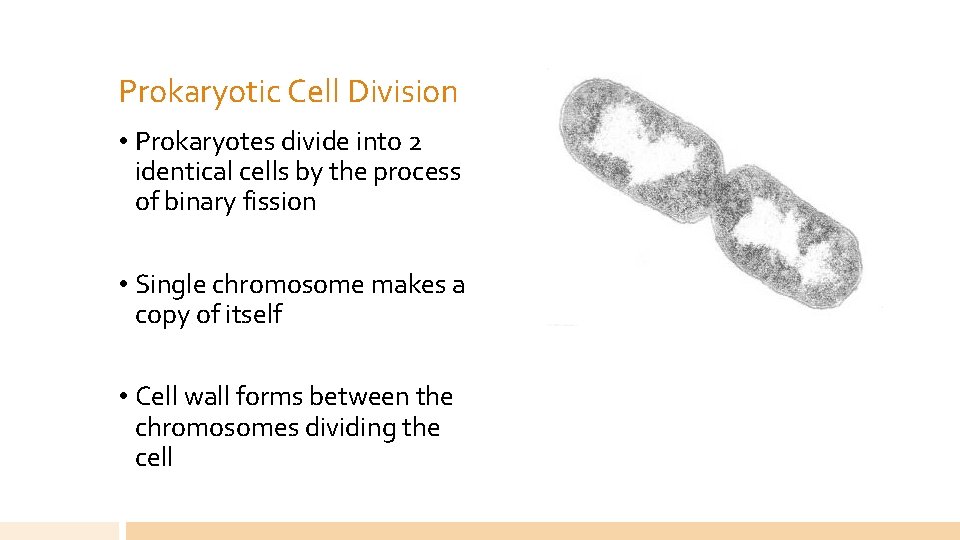 Prokaryotic Cell Division • Prokaryotes divide into 2 identical cells by the process of