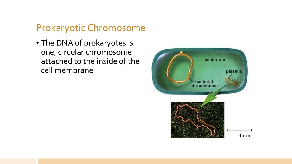 Prokaryotic Chromosome • The DNA of prokaryotes is one, circular chromosome attached to the