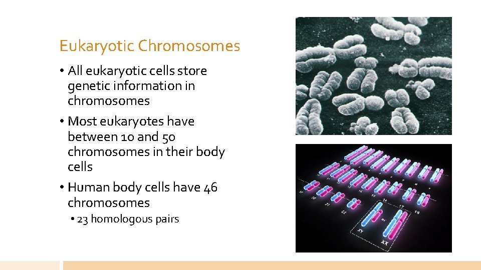 Eukaryotic Chromosomes • All eukaryotic cells store genetic information in chromosomes • Most eukaryotes