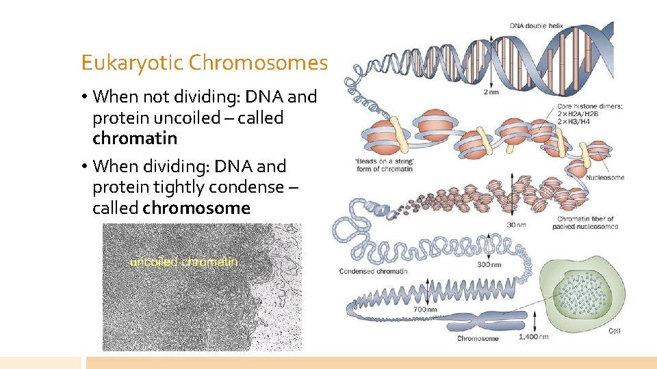 Eukaryotic Chromosomes • When not dividing: DNA and protein uncoiled – called chromatin •