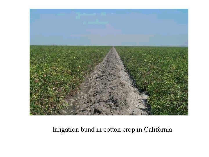 Irrigation bund in cotton crop in California 