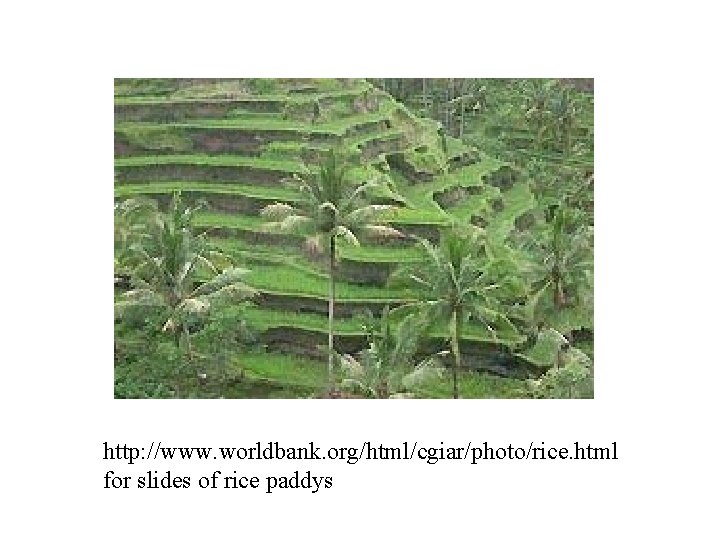 http: //www. worldbank. org/html/cgiar/photo/rice. html for slides of rice paddys 